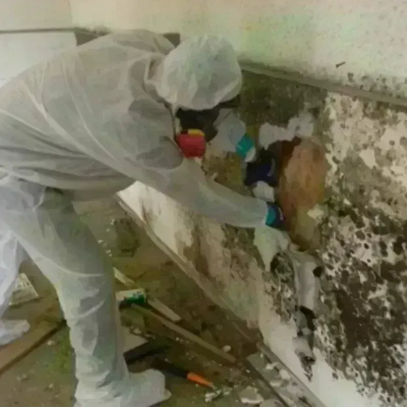 Mold Remediation and Removal in Berkeley County, SC